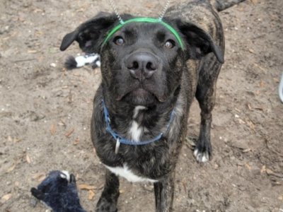 Shelter dog of the week: Barkley