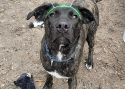 Shelter dog of the week: Barkley