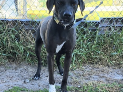 Shelter dog of the week: Buford