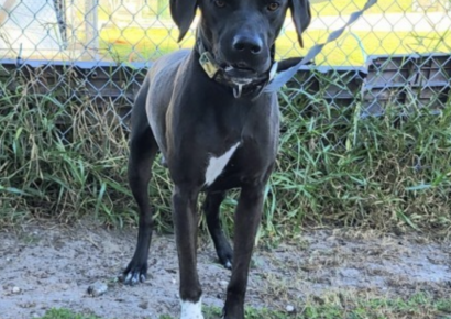 Shelter dog of the week: Buford