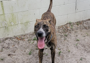Shelter dog of the week: Nala