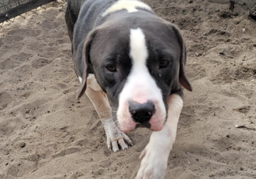 Help find Opie a forever home!