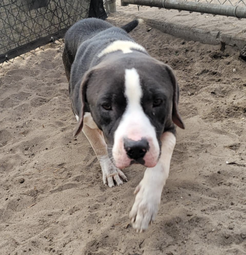 Help find Opie a forever home!