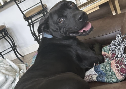 Shelter dog of the week: Heinz