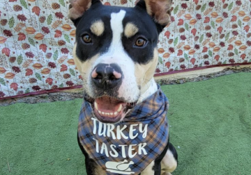 Shelter dog of the week: Ed