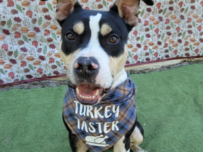 Shelter dog of the week: Ed