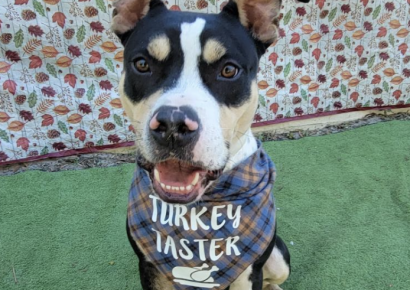 Shelter dog of the week: Ed