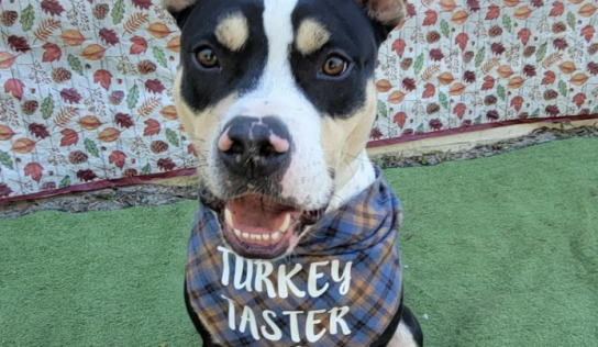 Shelter dog of the week: Ed