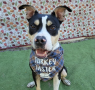 Shelter dog of the week: Ed