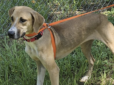 Shelter dog of the week: Lonnie
