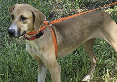 Shelter dog of the week: Lonnie
