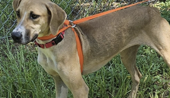 Shelter dog of the week: Lonnie
