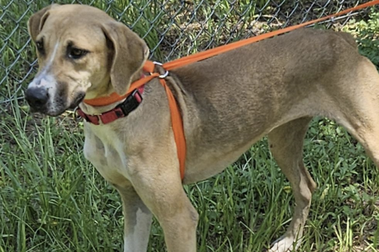 Shelter dog of the week: Lonnie