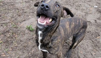 Shelter dog of the week: Luigi