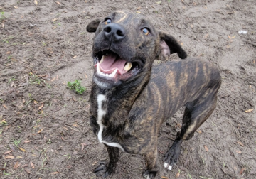 Shelter dog of the week: Luigi