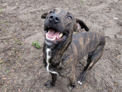 Shelter dog of the week: Luigi