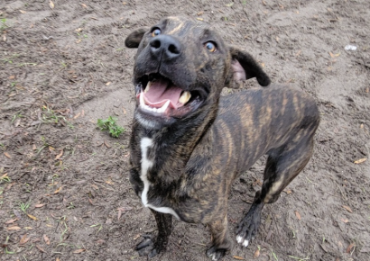 Shelter dog of the week: Luigi