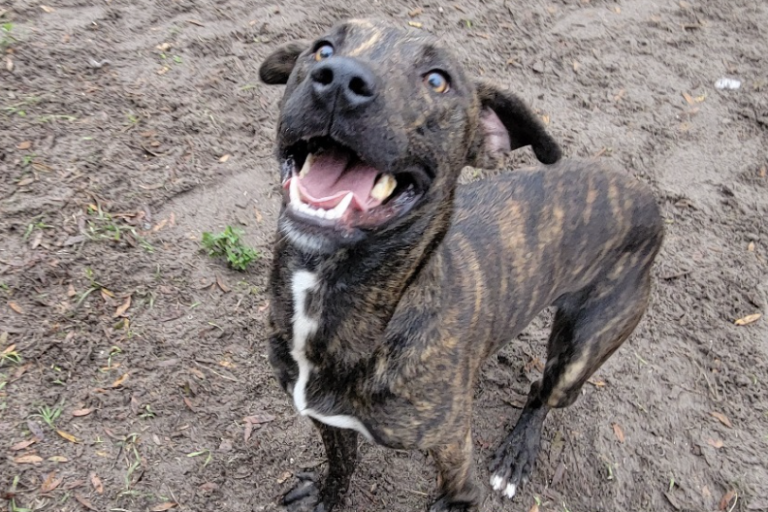 Shelter dog of the week: Luigi