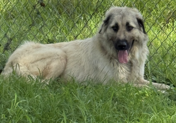 Shelter dog of the week: Loyal