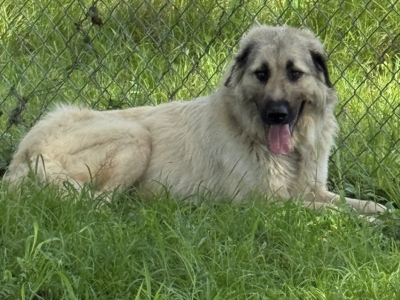 Shelter dog of the week: Loyal
