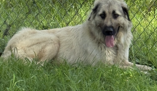 Shelter dog of the week: Loyal