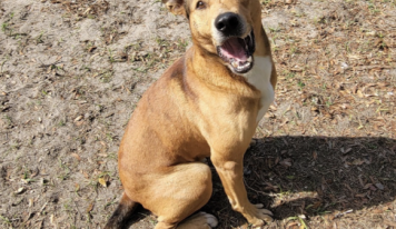 Shelter dog of the week: Apollo