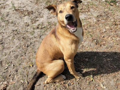 Shelter dog of the week: Apollo