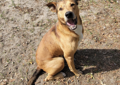 Shelter dog of the week: Apollo