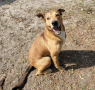 Shelter dog of the week: Apollo