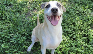 Shelter dog of the week: Cypress