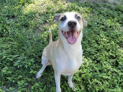 Shelter dog of the week: Cypress