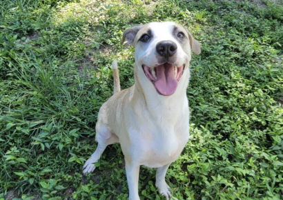 Shelter dog of the week: Cypress