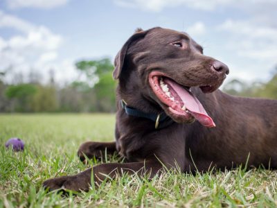 Maintenance will cause dog park closures this February