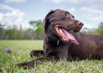 Maintenance will cause dog park closures this February